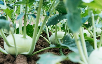 image of gardening