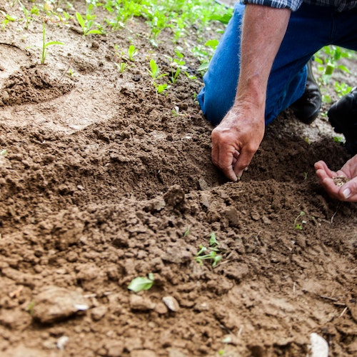 gardening work
